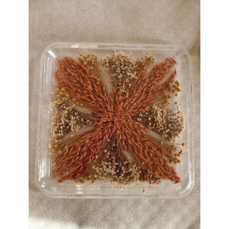 Plateau plexiglas fleurs séchées 