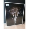 Tableau tulipe blanche sur fond noir