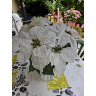 Pot poinsettia blanc...