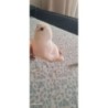 Petit phoque en peluche