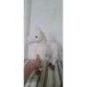 Cheval blanc peluche