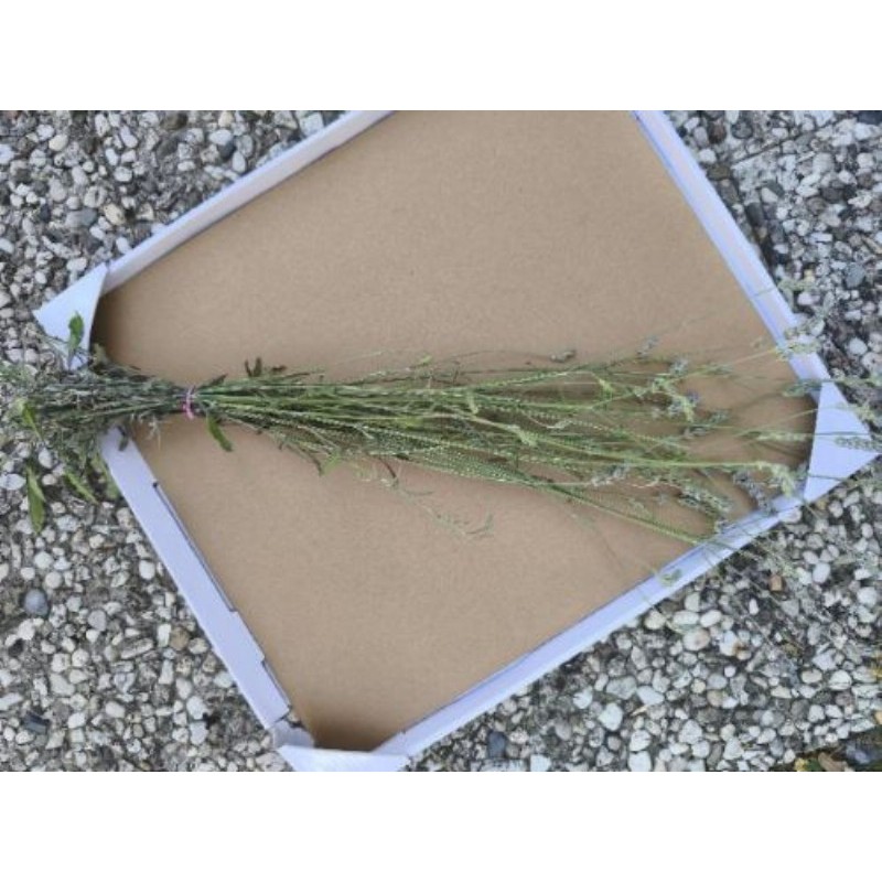Bouquet de lavande 1€