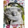Livre Animaux Dormeurs 