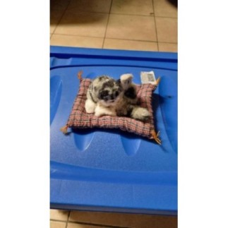 Petit chat gris et blanc 