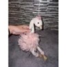 Peluche tb etat